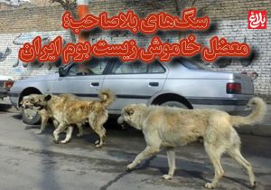 سگ‌های بلاصاحب؛ معضل خاموش زیست بوم ایران