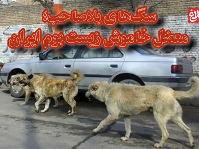 سگ‌های بلاصاحب؛ معضل خاموش زیست بوم ایران
