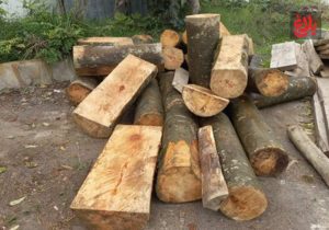 شکست شبکه قاچاق چوب در آمل