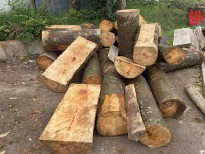 شکست شبکه قاچاق چوب در آمل