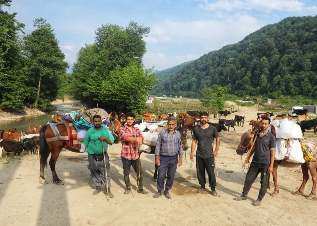 صدای دامداران سوادکوه در دل مه صدای دامداران سوادکوه در دل مه