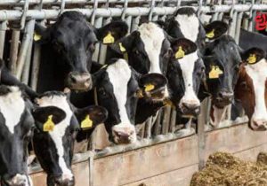 پلاک‌کوبی ۱۷۵۰ راس دام در آمل