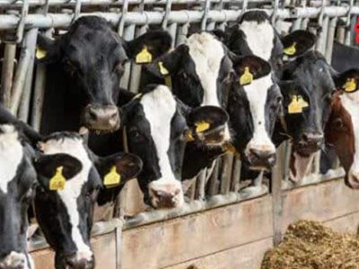 پلاککوبی ۱۷۵۰ راس دام در آمل