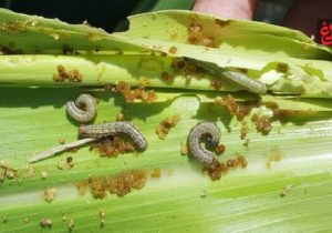 شیوع آفت قرنطینهای «کرم برگخوار پاییزه» در مزارع ذرت