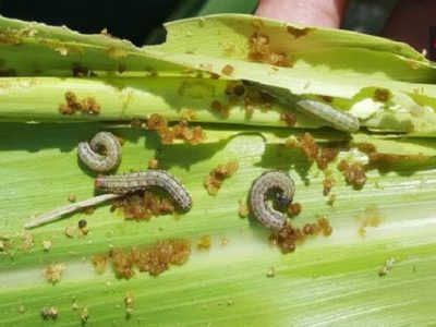 شیوع آفت قرنطینه‌ای «کرم برگ‌خوار پاییزه» در مزارع ذرت