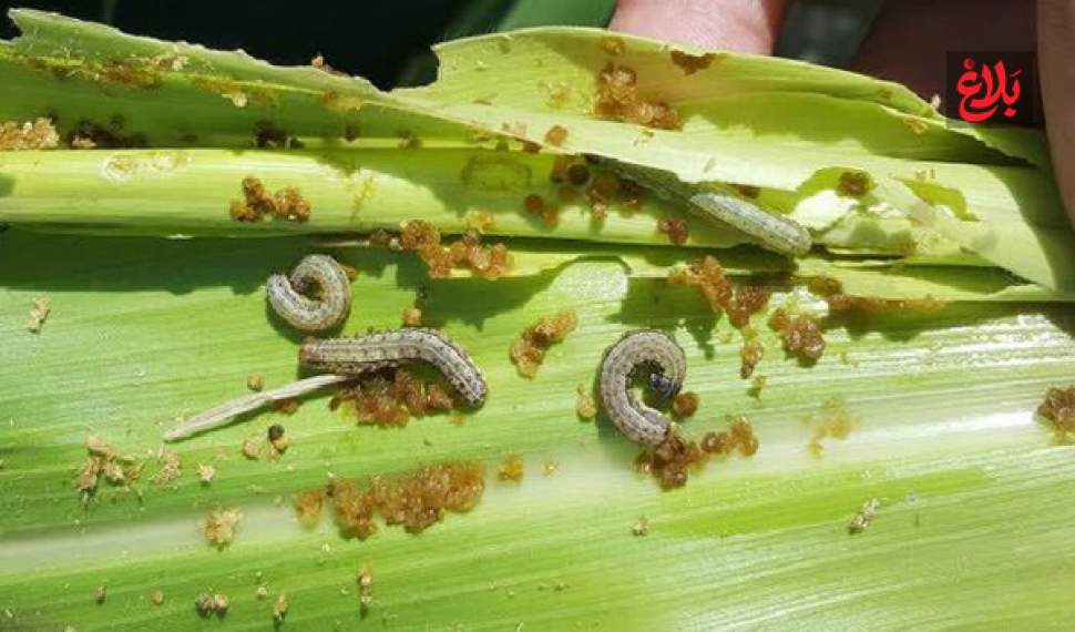 شیوع آفت قرنطینهای «کرم برگخوار پاییزه» در مزارع ذرت شیوع آفت قرنطینهای «کرم برگخوار پاییزه» در مزارع ذرت