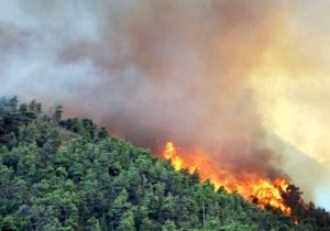 جایی که جنگل می‌سوزد و انسان می‌جنگد!