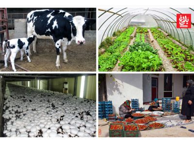 ۴/۵ میلیارد تومان اشتغالزایی و پیوند نسلها