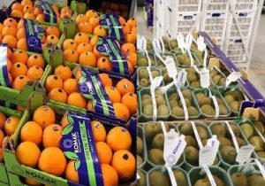 صادرات ۵۰ هزار تُن مرکبات و کیوی از مازندران