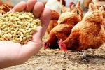 نفس تازه به مرغداران با گشایش تأمین نهادهها
