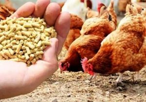 نفس تازه به مرغداران با گشایش تأمین نهادهها