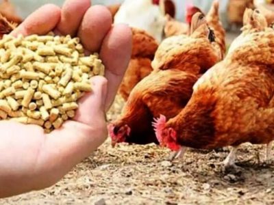 نفس تازه به مرغداران با گشایش تأمین نهادهها