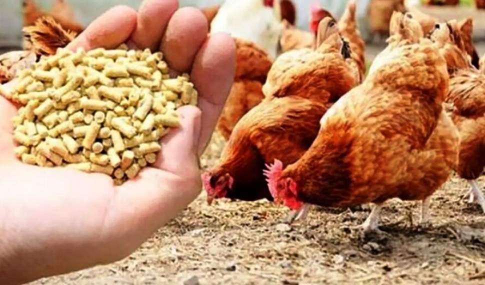 نفس تازه به مرغداران با گشایش تأمین نهادهها نفس تازه به مرغداران با گشایش تأمین نهادهها