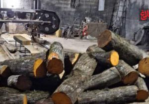 ۱۵ تن چوب جنگلی قاچاق در آمل توقیف شد