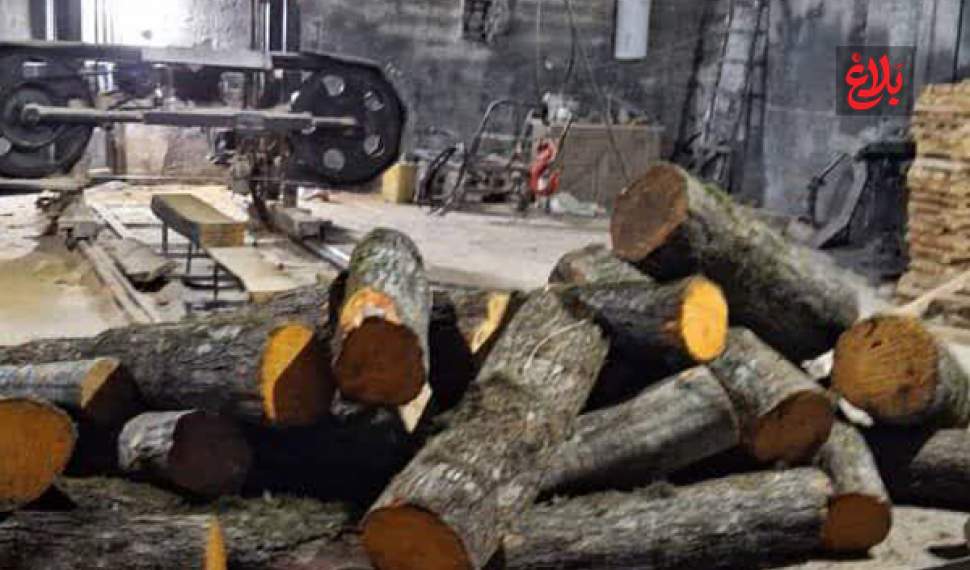 ۱۵ تن چوب جنگلی قاچاق در آمل توقیف شد