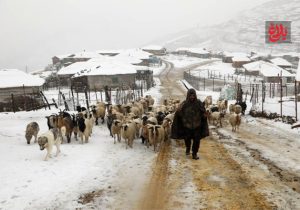 ۵۰ روستای لاریجان آمل سفیدپوش شد