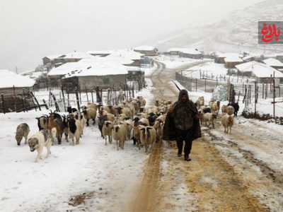 ۵۰ روستای لاریجان آمل سفیدپوش شد
