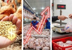 نسخه مازندران برای عبور بازار مرغ از شوک ارزی