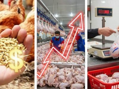 نسخه مازندران برای عبور بازار مرغ از شوک ارزی