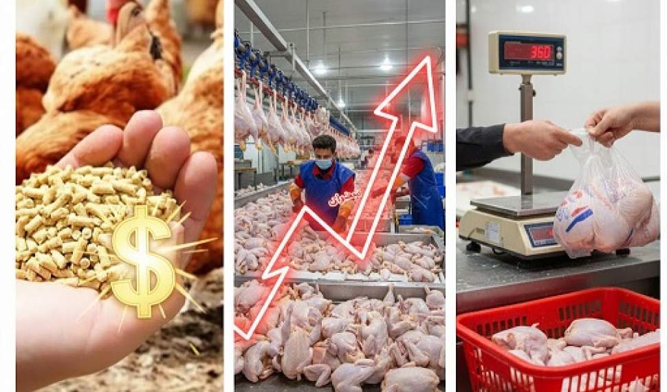 نسخه مازندران برای عبور بازار مرغ از شوک ارزی نسخه مازندران برای عبور بازار مرغ از شوک ارزی