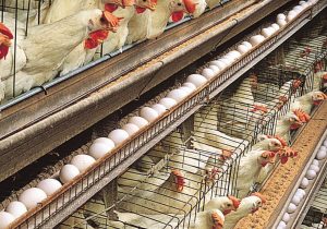 نقدینگی و تامین نهاده سنگ پیش‌پای مرغداران