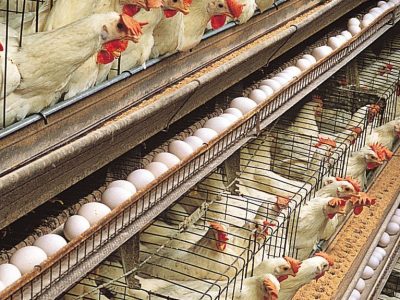 نقدینگی و تامین نهاده سنگ پیش‌پای مرغداران