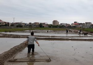 نغمه کار در شالیزارها