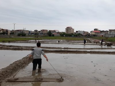 نغمه کار در شالیزارها