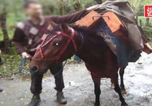 دستگیری قاچاقچی حرفهای چوب در جنگلهای آمل