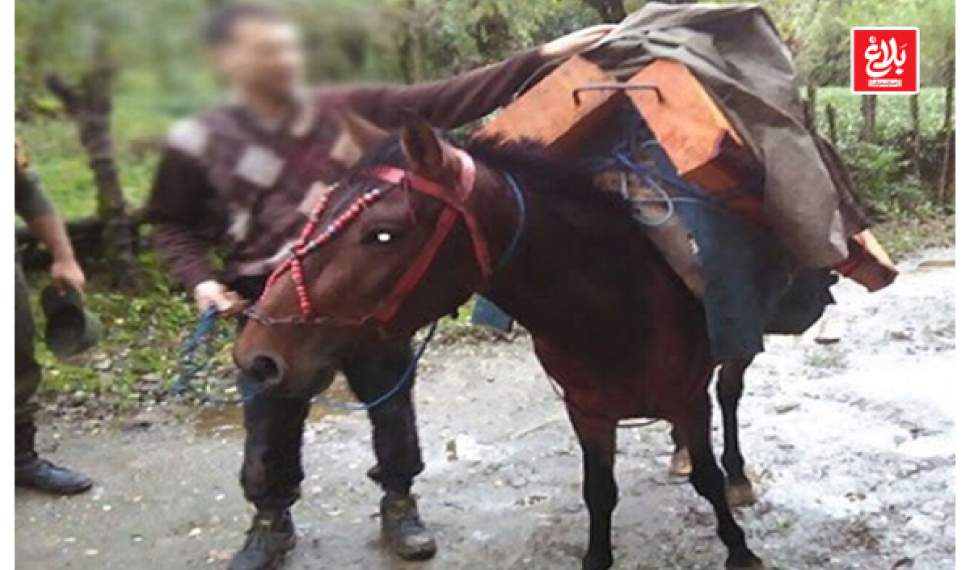 دستگیری قاچاقچی حرفهای چوب در جنگلهای آمل دستگیری قاچاقچی حرفهای چوب در جنگلهای آمل