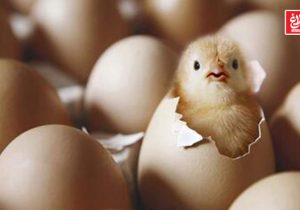 رشد چشمگیر جوجه‌ریزی و تولید تخم‌مرغ در آمل