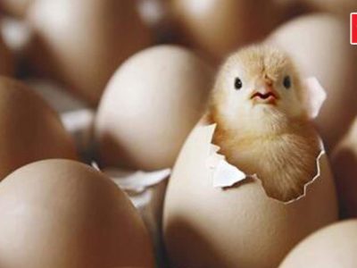 رشد چشمگیر جوجهریزی و تولید تخممرغ در آمل