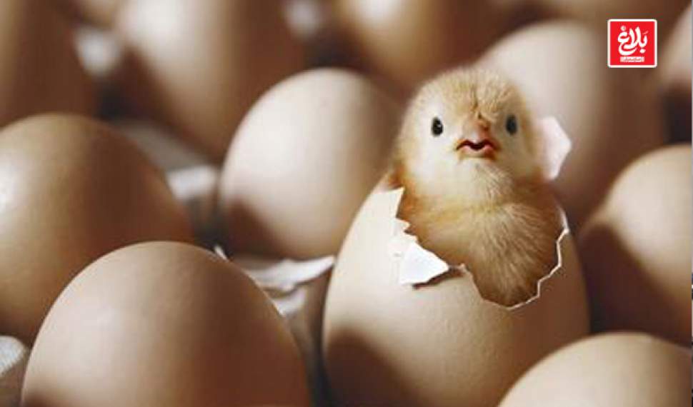 رشد چشمگیر جوجه‌ریزی و تولید تخم‌مرغ در آمل