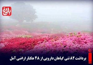 برداشت ۸۲ تنی گیاهان دارویی از ۴۸ هکتار اراضی آمل