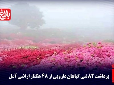 برداشت ۸۲ تنی گیاهان دارویی از ۴۸ هکتار اراضی آمل