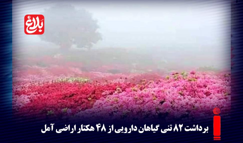 برداشت ۸۲ تنی گیاهان دارویی از ۴۸ هکتار اراضی آمل