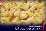 رشد چشمگیر جوجه‌ریزی در آمل