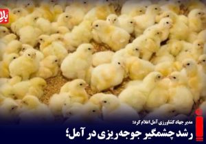 رشد چشمگیر جوجه‌ریزی در آمل