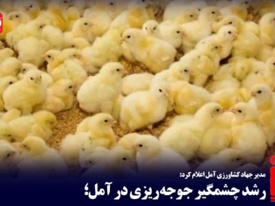 رشد چشمگیر جوجه‌ریزی در آمل