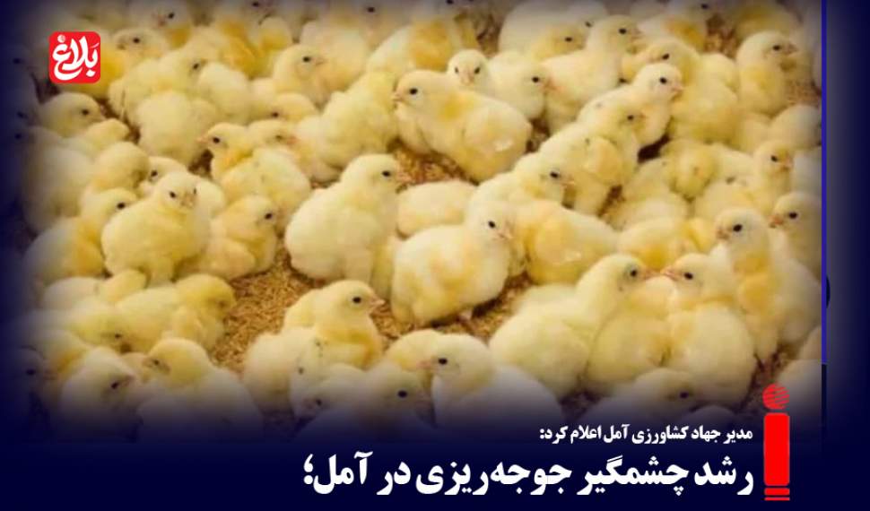 رشد چشمگیر جوجه‌ریزی در آمل