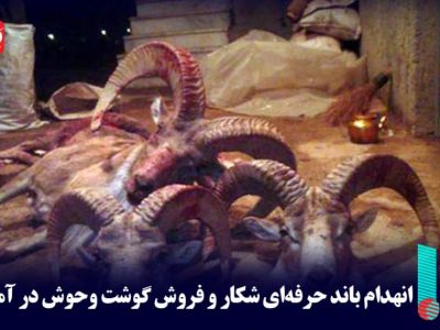 انهدام باند حرفه‌ای شکار و فروش گوشت وحوش در آمل