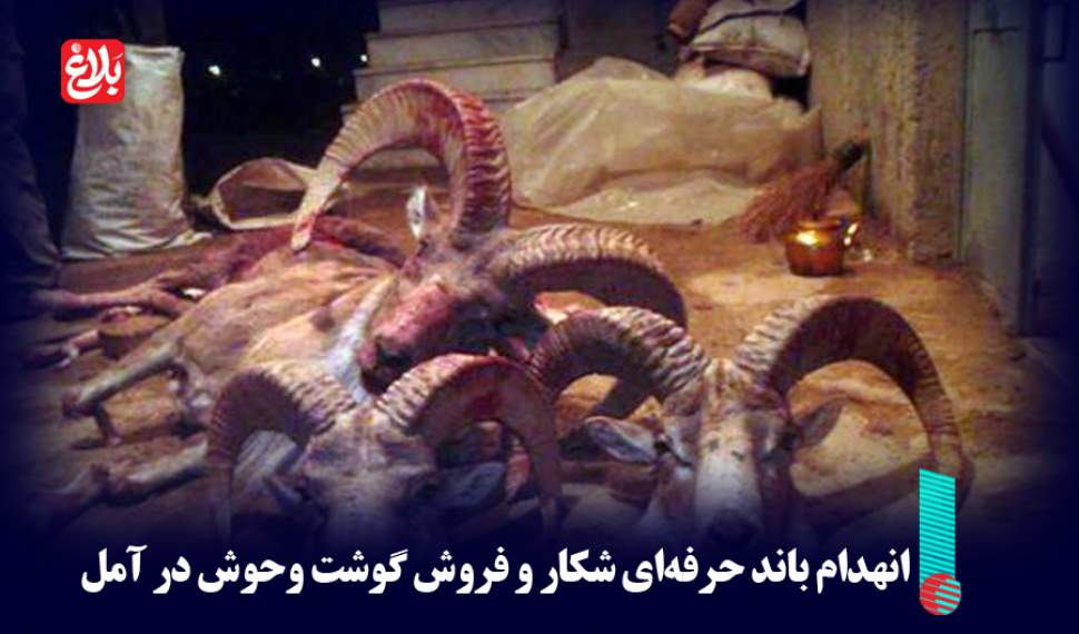 انهدام باند حرفه‌ای شکار و فروش گوشت وحوش در آمل